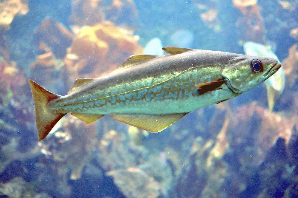 Abadejo (Pollachius pollachius)