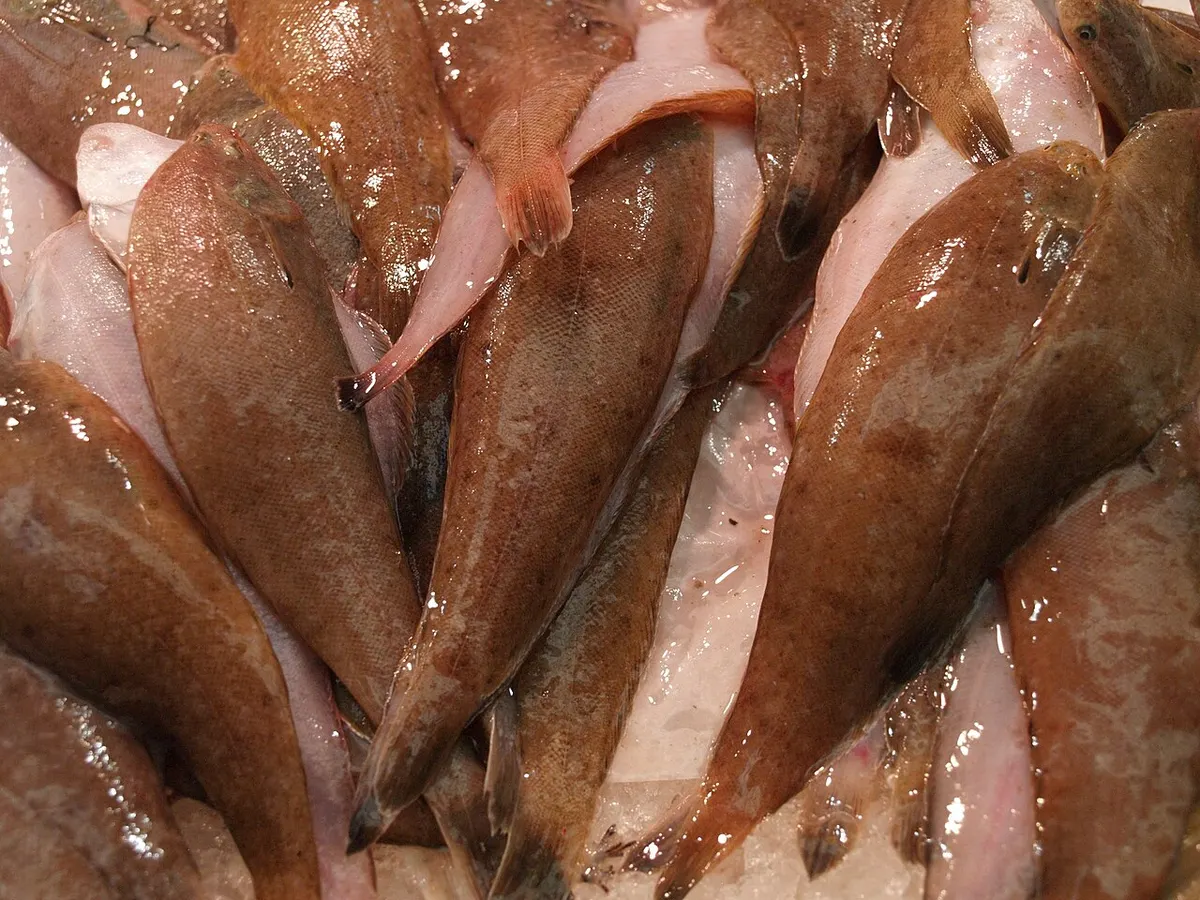 Acedía (Dicologlossa cuneata)