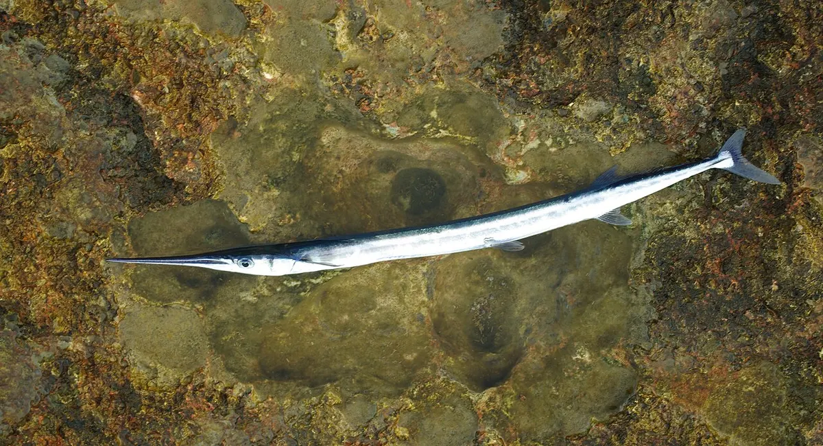 Aguja (Belone belone)