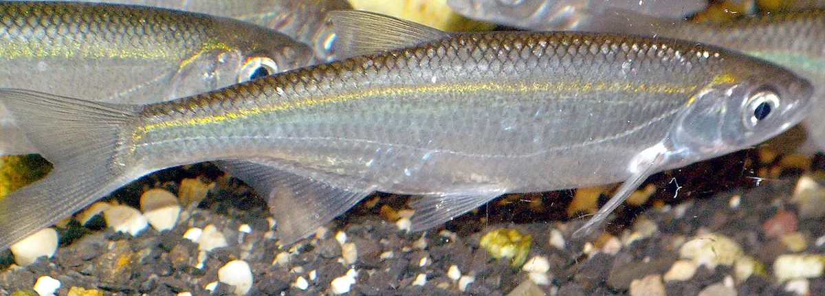 Alburno (Alburnus alburnus)