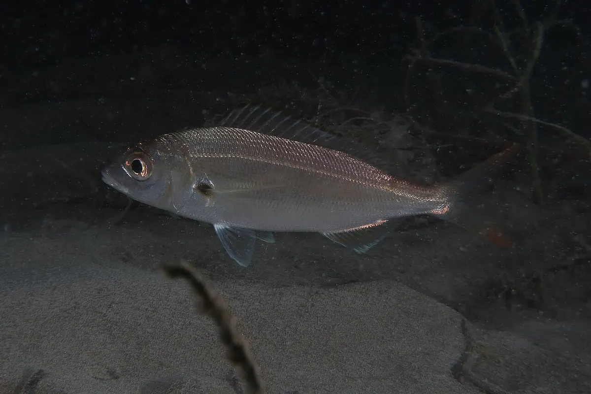 Aligote (Pagellus acarne)