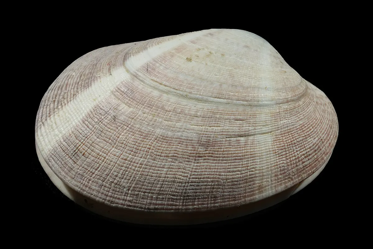 Almeja babosa (Venerupis corrugata)