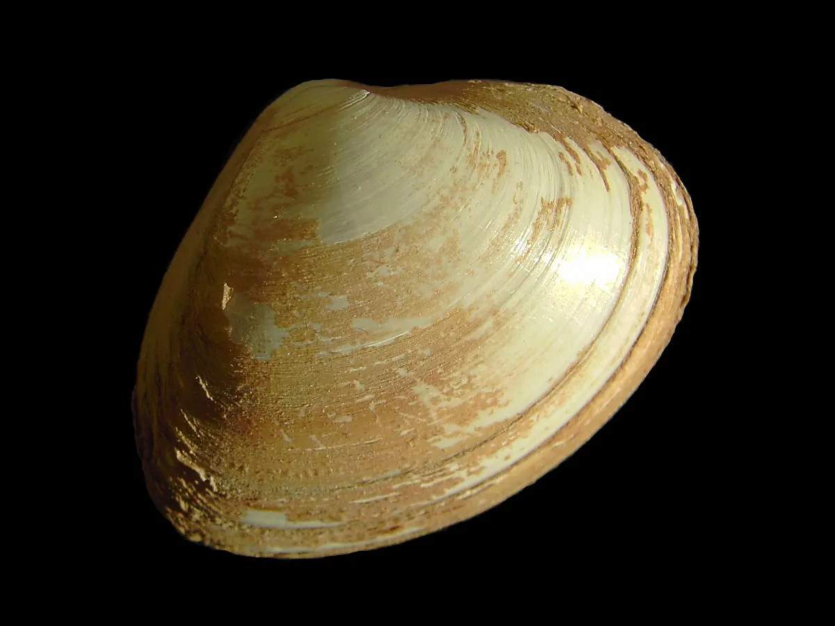 Almeja blanca (Spisula solida)