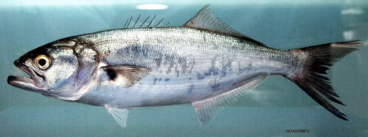 Anjova (Pomatomus saltatrix)