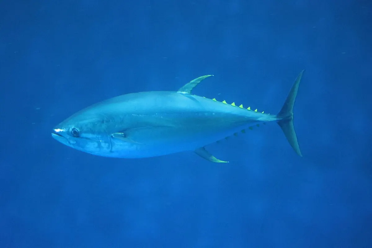 Atún rojo (Thunnus thynnus)