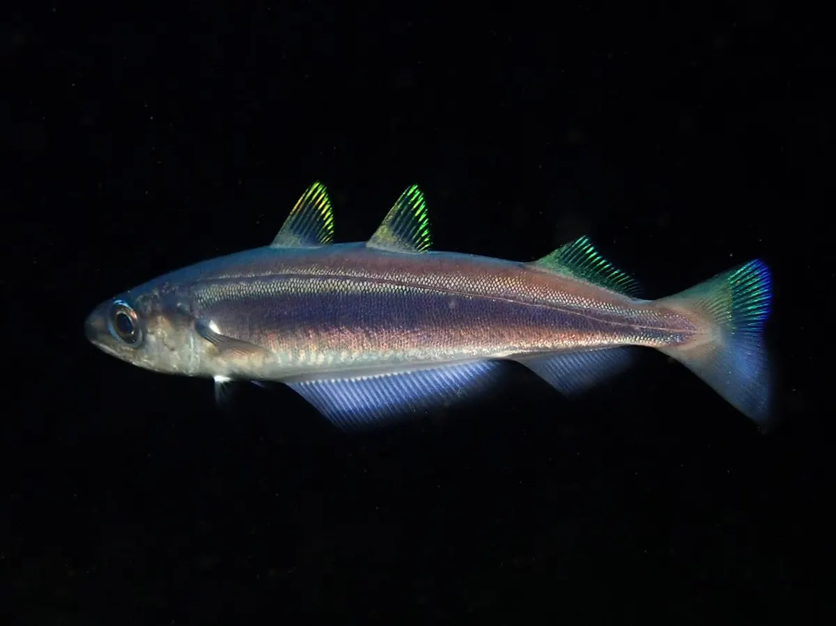 Bacaladilla (Micromesistius poutassou)