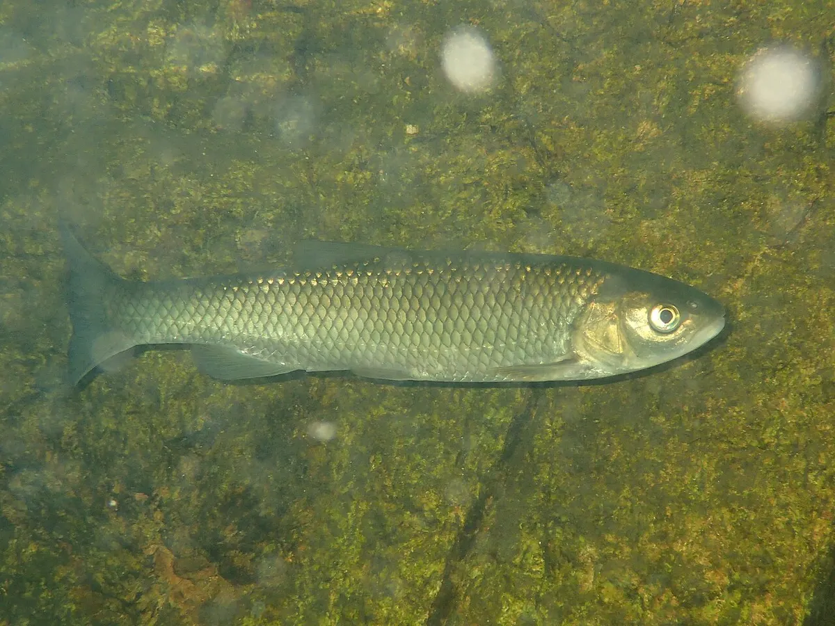 Bagre (Squalius laietanus)