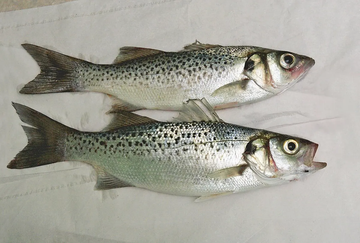Baila (Dicentrarchus punctatus)