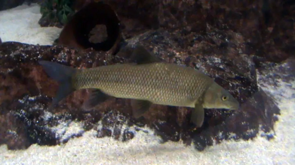 Barbo cabecicorto (Luciobarbus microcephalus)