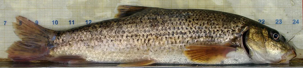 Barbo colirrojo (Barbus haasi)