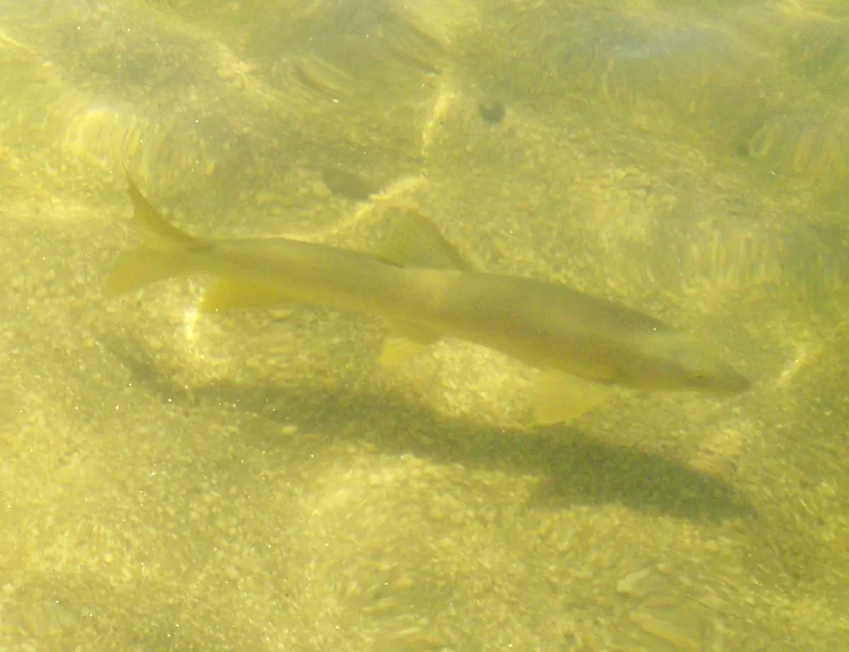 Barbo comizo (Luciobarbus comizo)