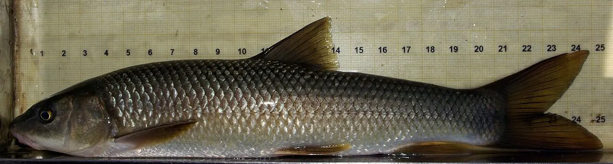 Barbo común (Luciobarbus bocagei)