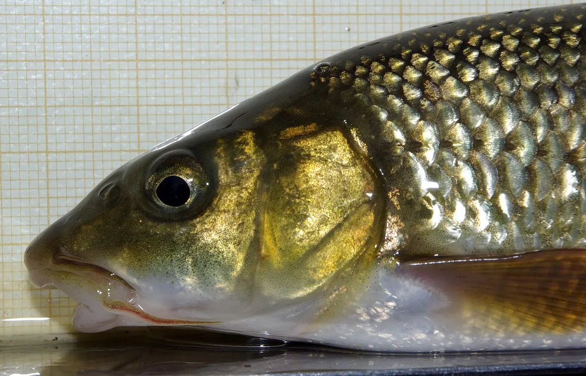 Barbo de Graells (Luciobarbus graellsii)