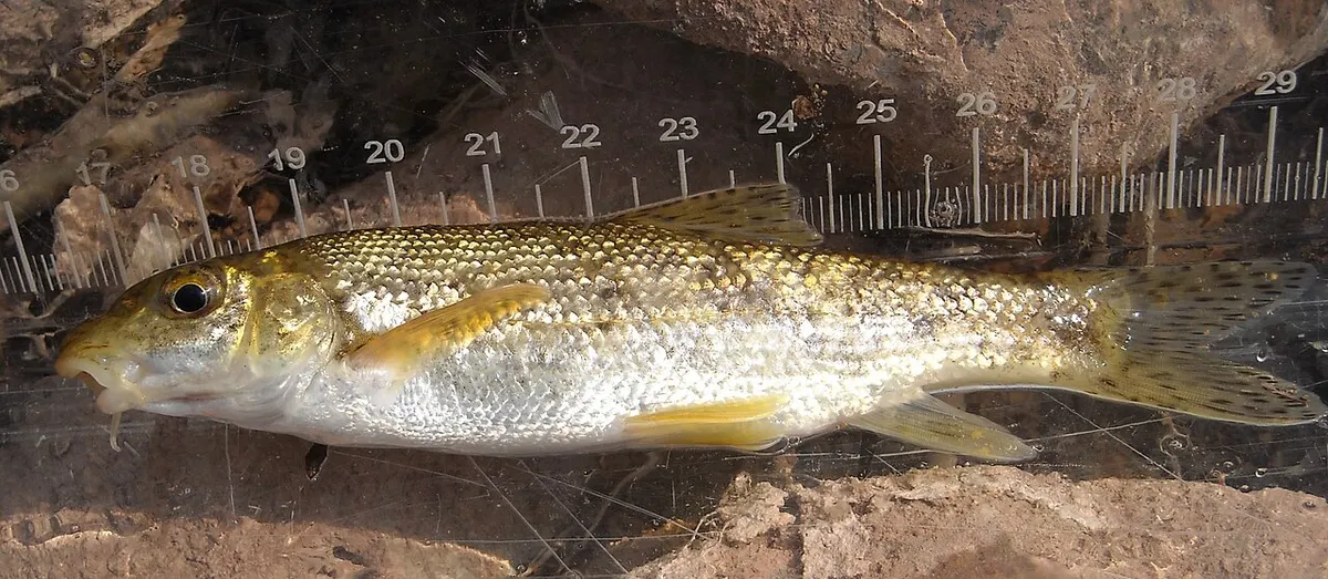 Barbo de montaña (Barbus meridionalis)