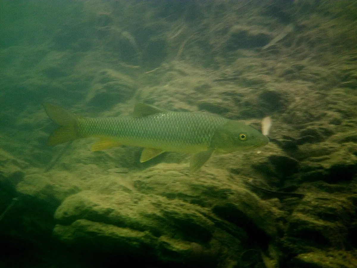 Barbo gitano (Luciobarbus sclateri)