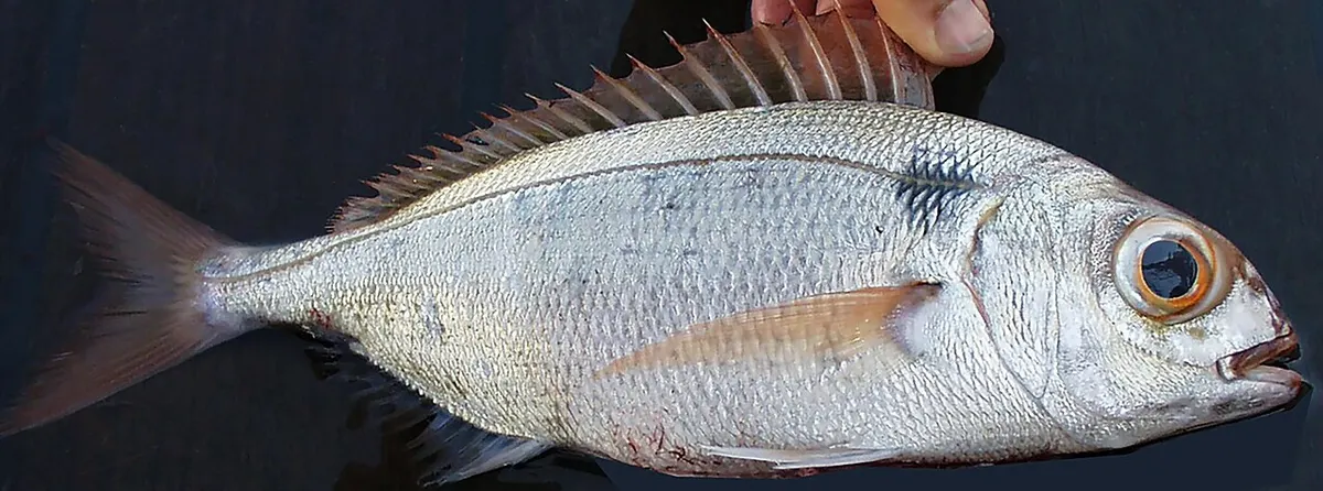 Besugo (Pagellus bogaraveo)