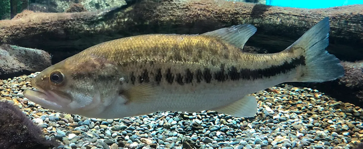 Black bass (Micropterus salmoides)