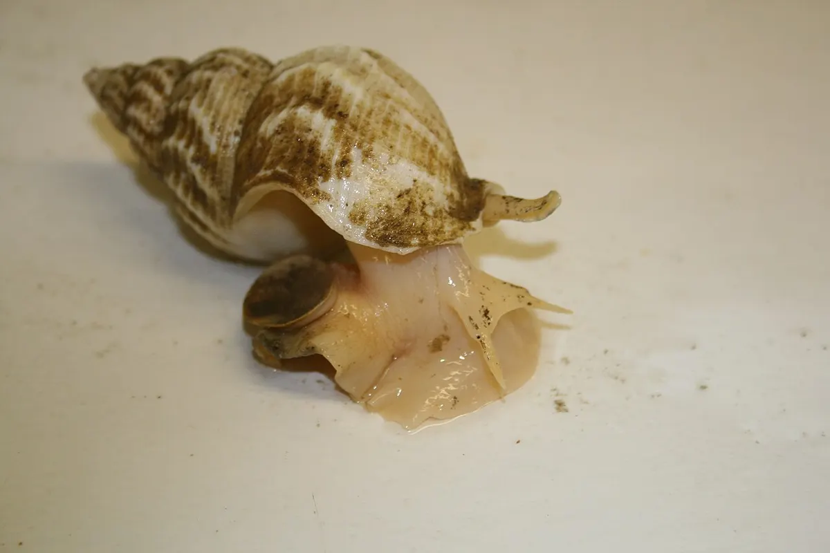 Bocina (Buccinum undatum)