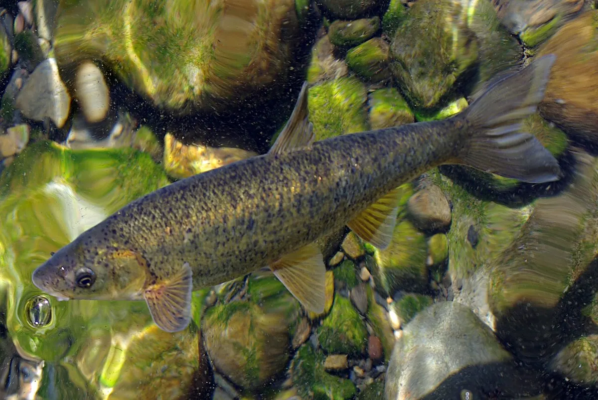 Boga del Duero (Pseudochondrostoma duriense)
