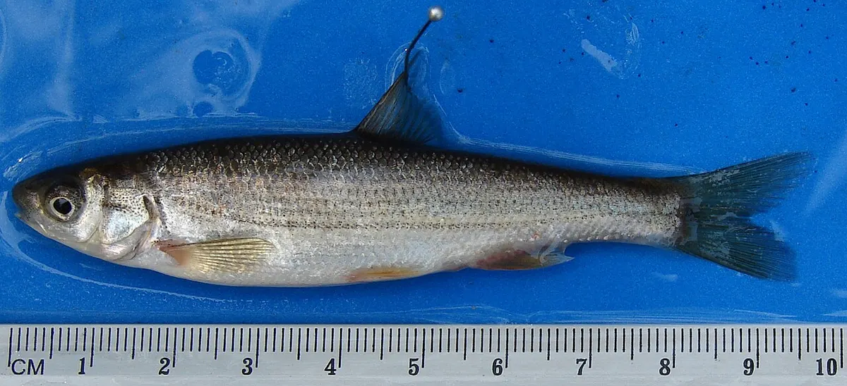 Boga del Guadiana (Pseudochondrostoma willkommii)