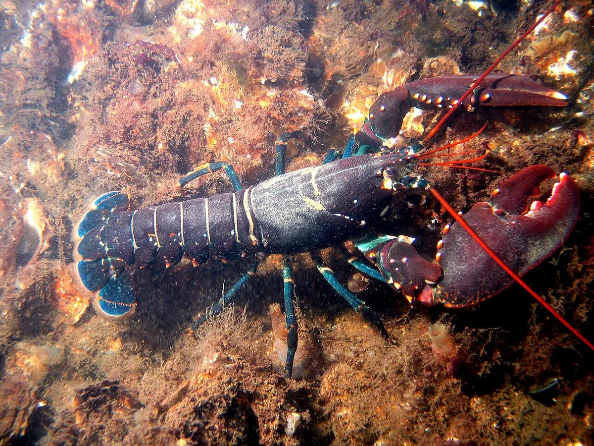 Bogavante (Homarus gammarus)
