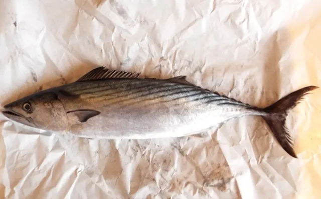 Bonito (Sarda sarda)
