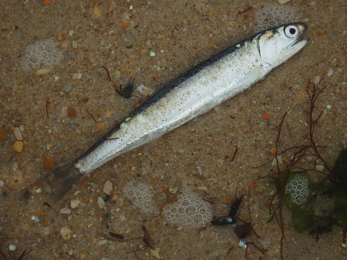 Boquerón (Engraulis encrasicolus)