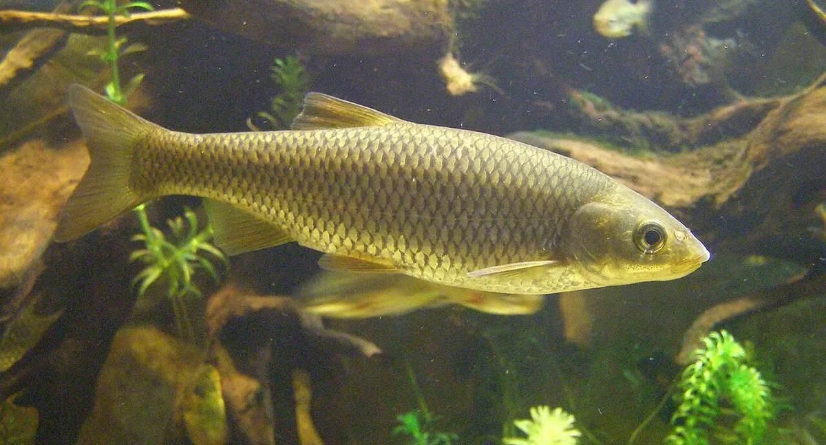 Bordallo (Squalius carolitertii)