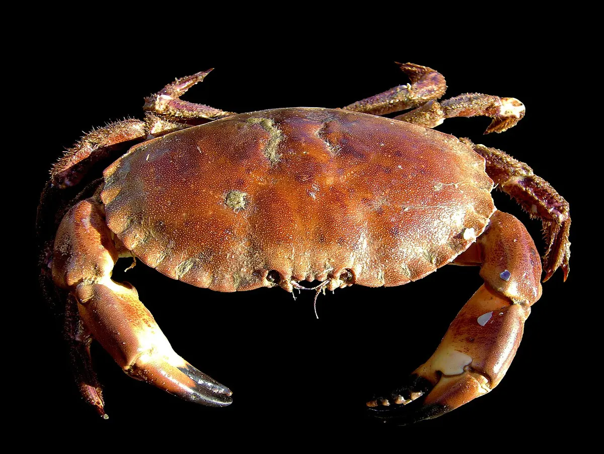 Buey (Cancer pagurus)