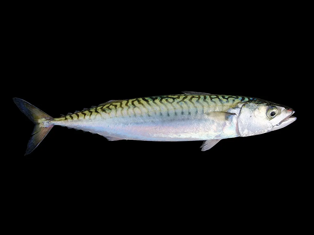 Caballa (Scomber scombrus)
