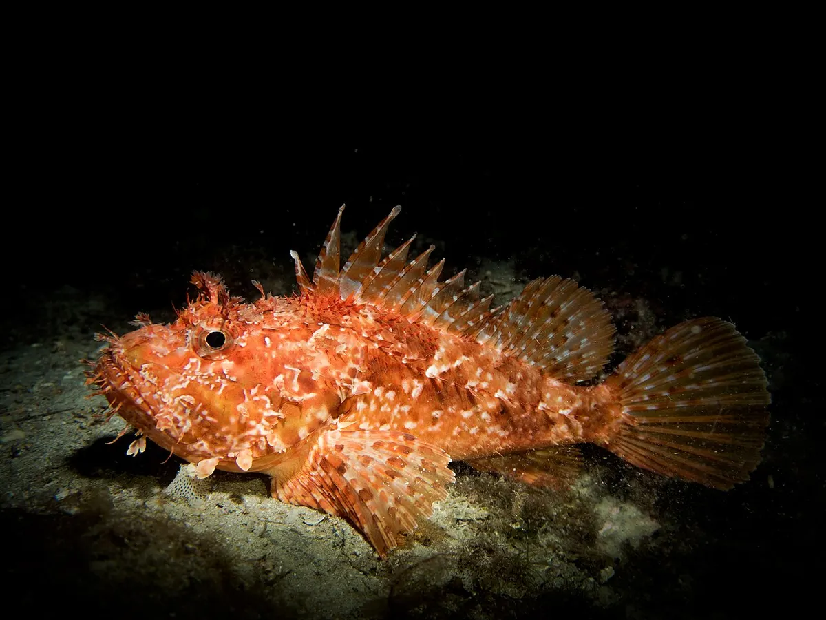 Cabracho (Scorpaena scrofa)
