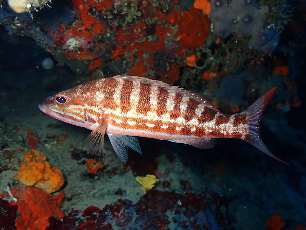 Cabrilla (Serranus cabrilla)