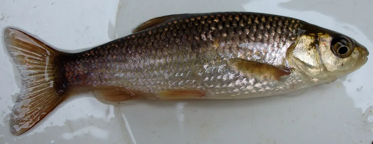Cacho (Squalius pyrenaicus)