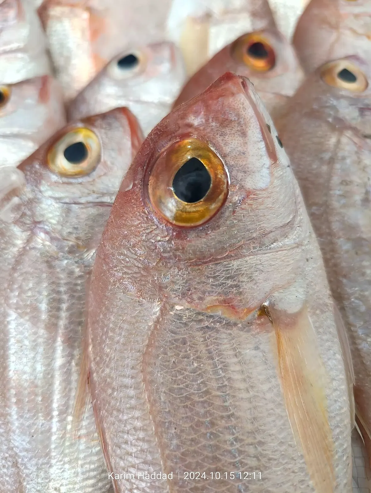 Cachucho (Dentex macrophthalmus)