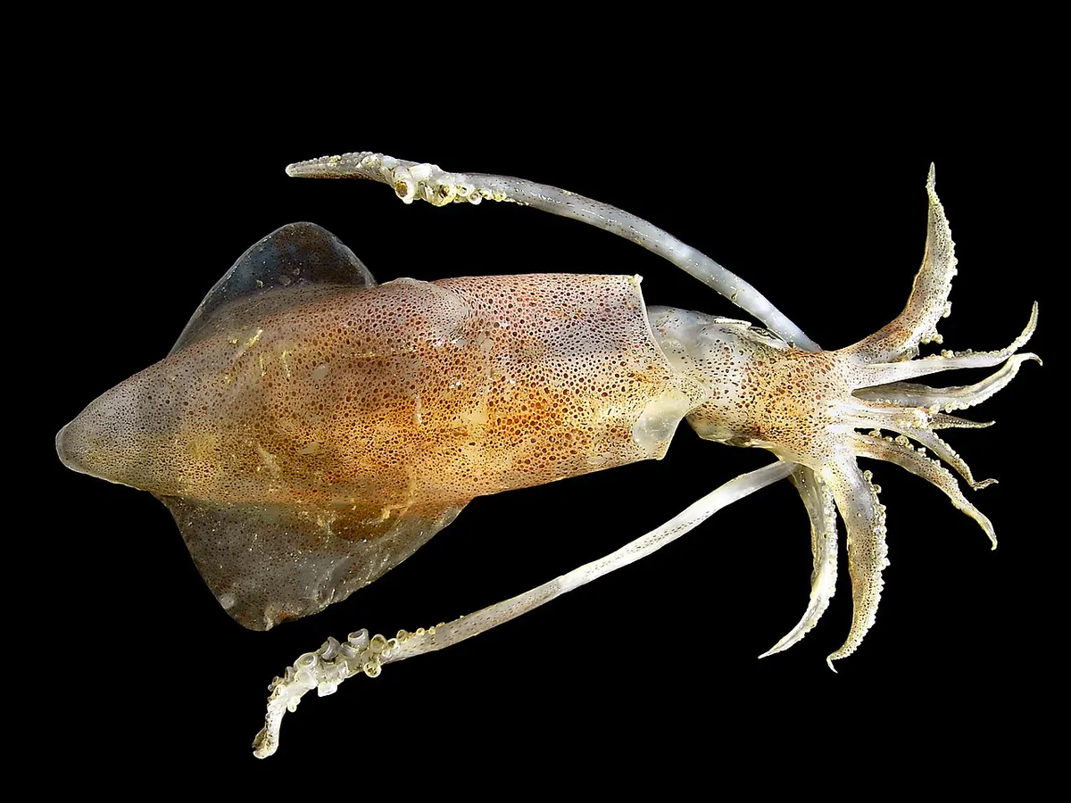 Calamar (Loligo vulgaris)