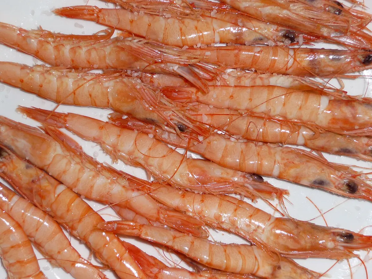 Camarón de altura (Parapenaeus longirostris)