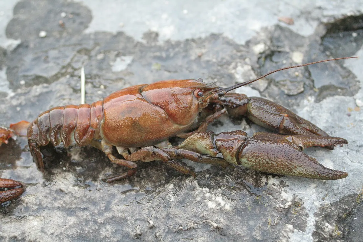 Cangrejo de río (Austropotamobius pallipes)