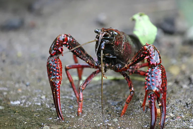 Cangrejo rojo (Procambarus clarkii)
