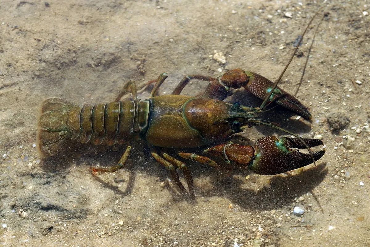 Cangrejo señal (Pacifastacus leniusculus)