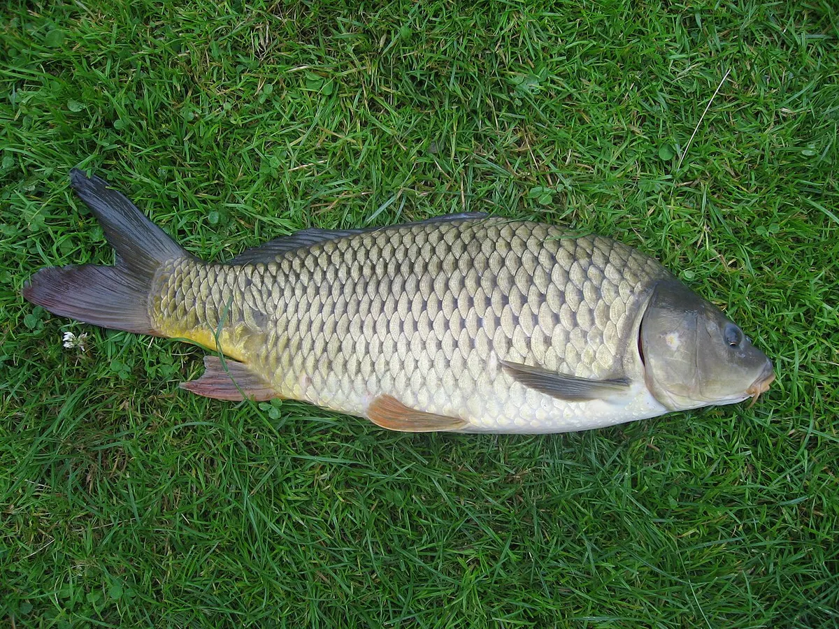 Carpa (Cyprinus carpio)