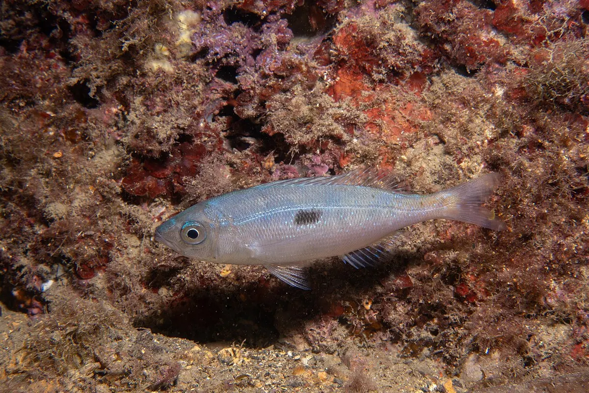 Chucla (Spicara maena)