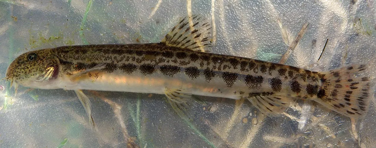 Colmilleja (Cobitis paludica)