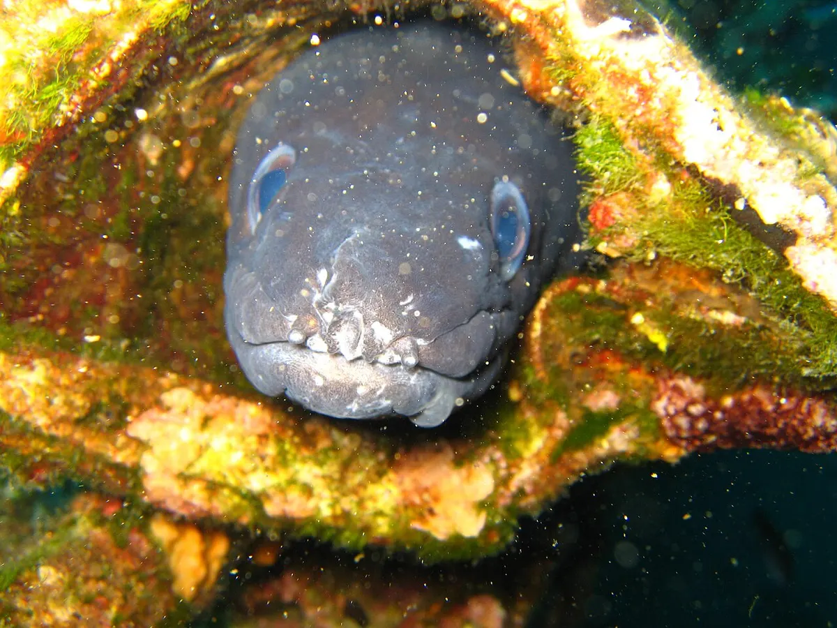 Congrio (Conger conger)