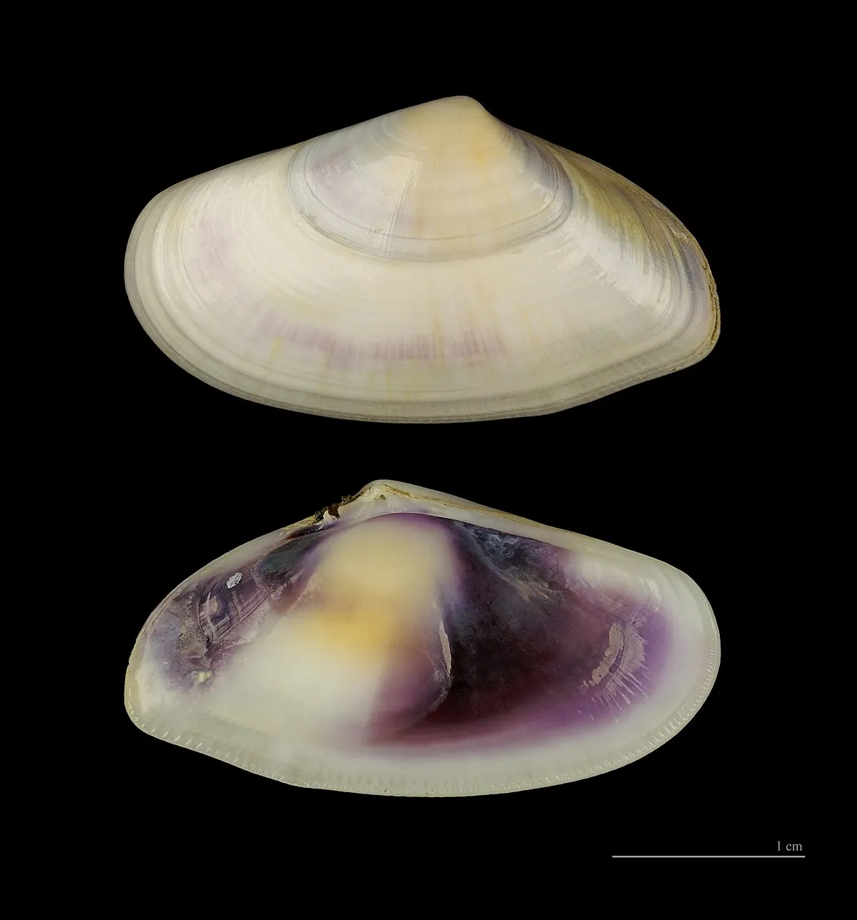 Coquinas (Donax spp.)