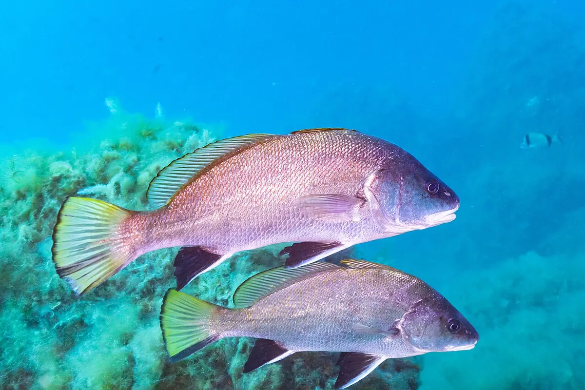 Corvallo (Sciaena umbra)