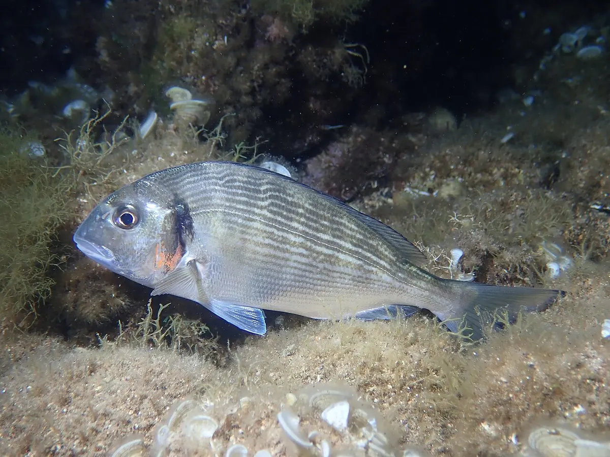 Dorada (Sparus aurata)