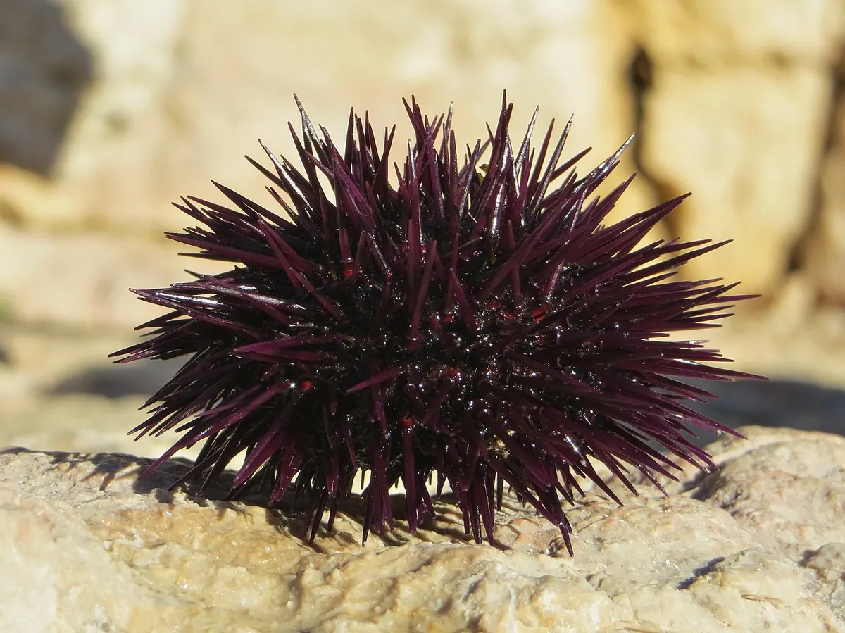 Erizo de mar (Paracentrotus lividus)