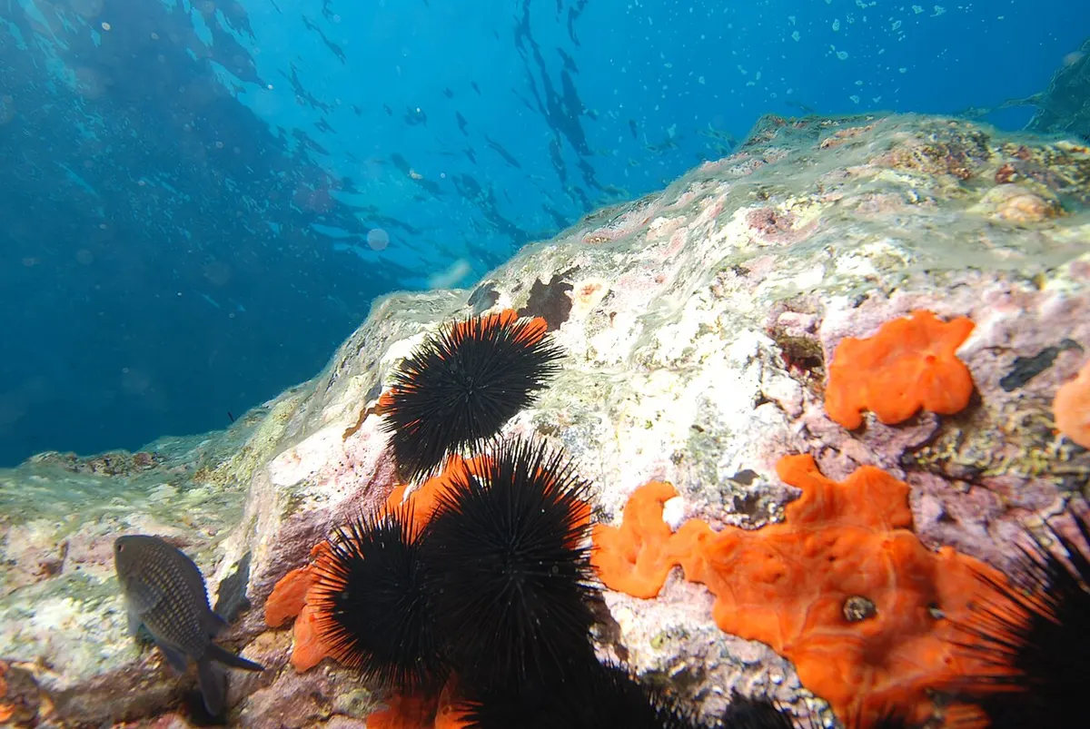 Erizo negro (Arbacia lixula)