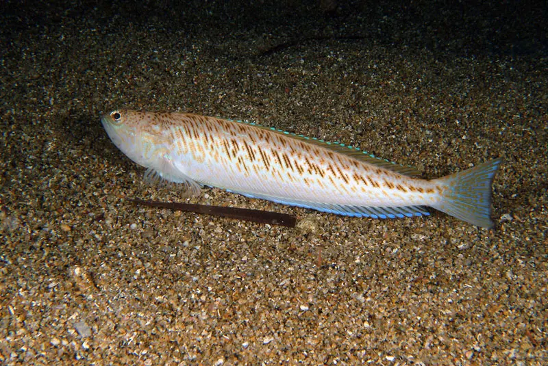 Escorpión (Trachinus draco)