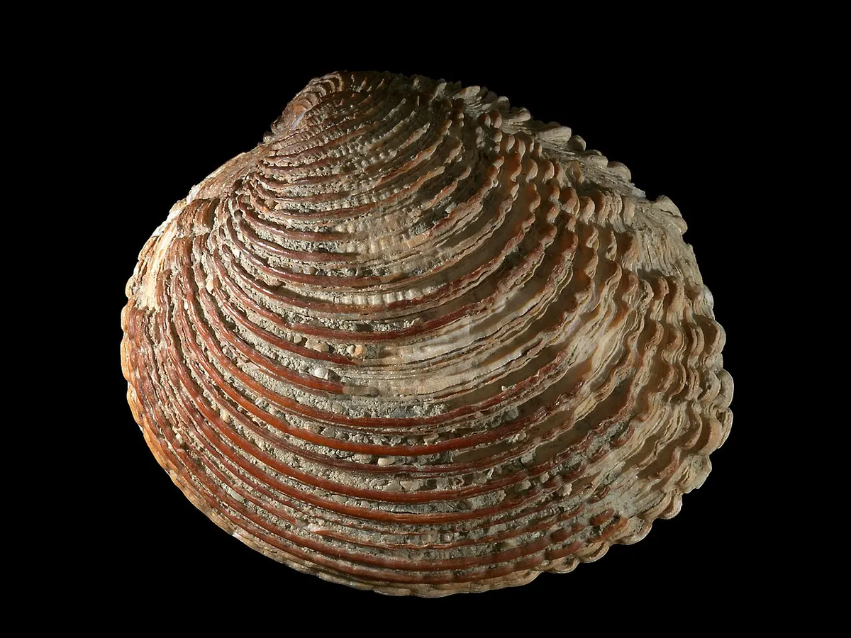 Escupiña grabada (Venus verrucosa)